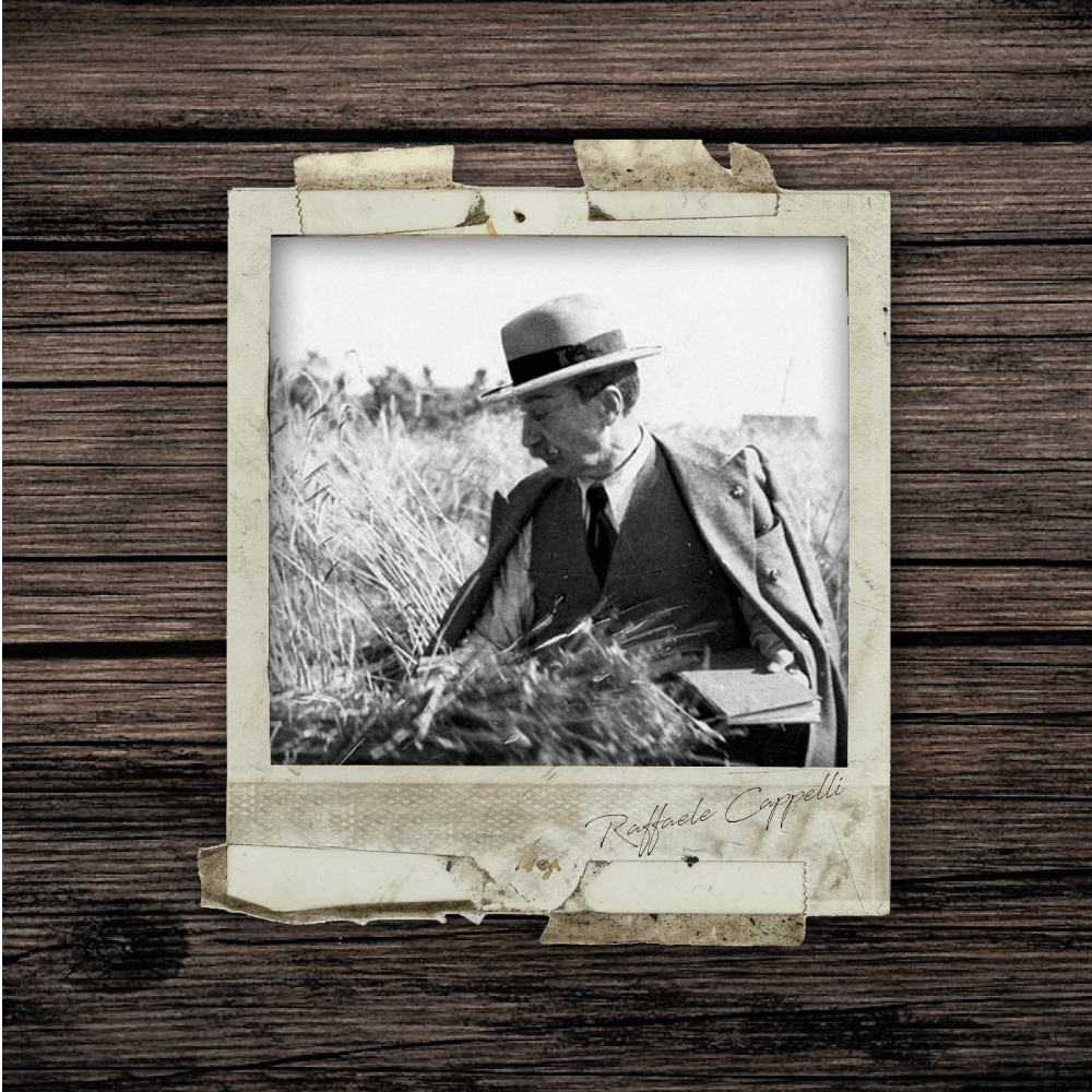 Grano Senatore Cappelli - Arteagricola pasta bio artigianale