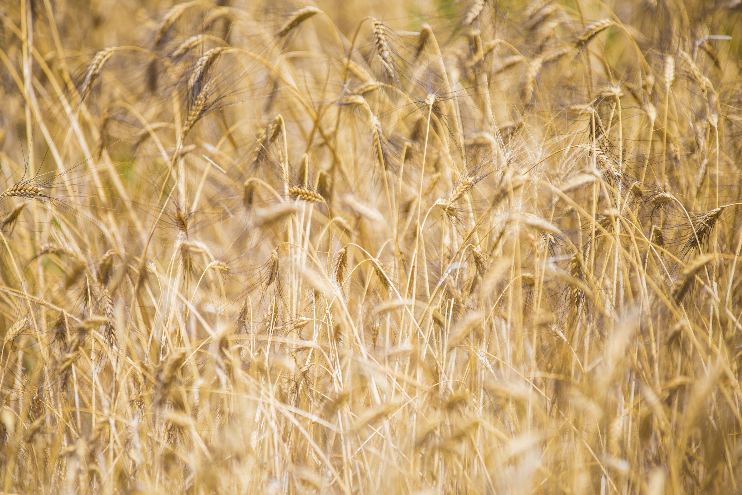 Grano duro Senatore Cappelli , buono ma soprattutto sano.