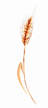 Spiga di grano Senatore Cappelli - Arteagricola pasta bio artigianale