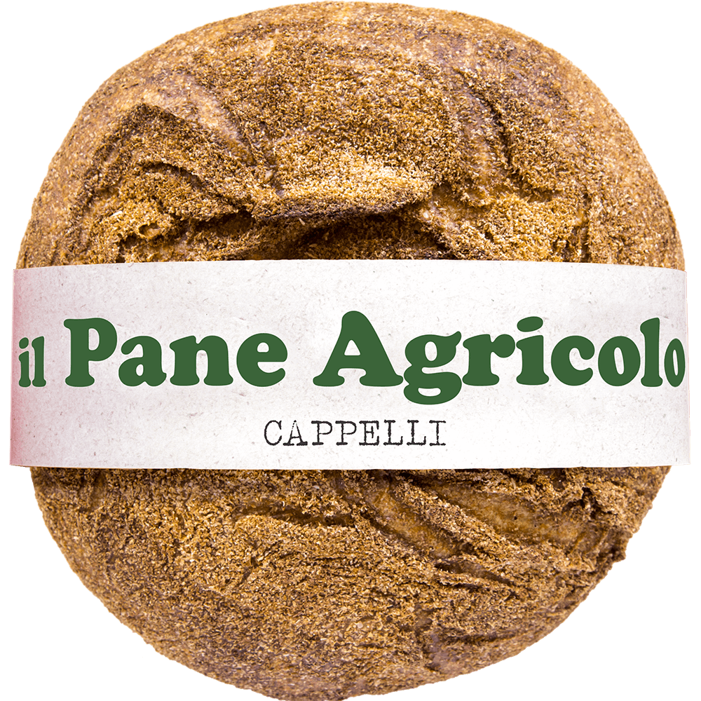 Grano Senatore Cappelli - Arteagricola pasta bio artigianale