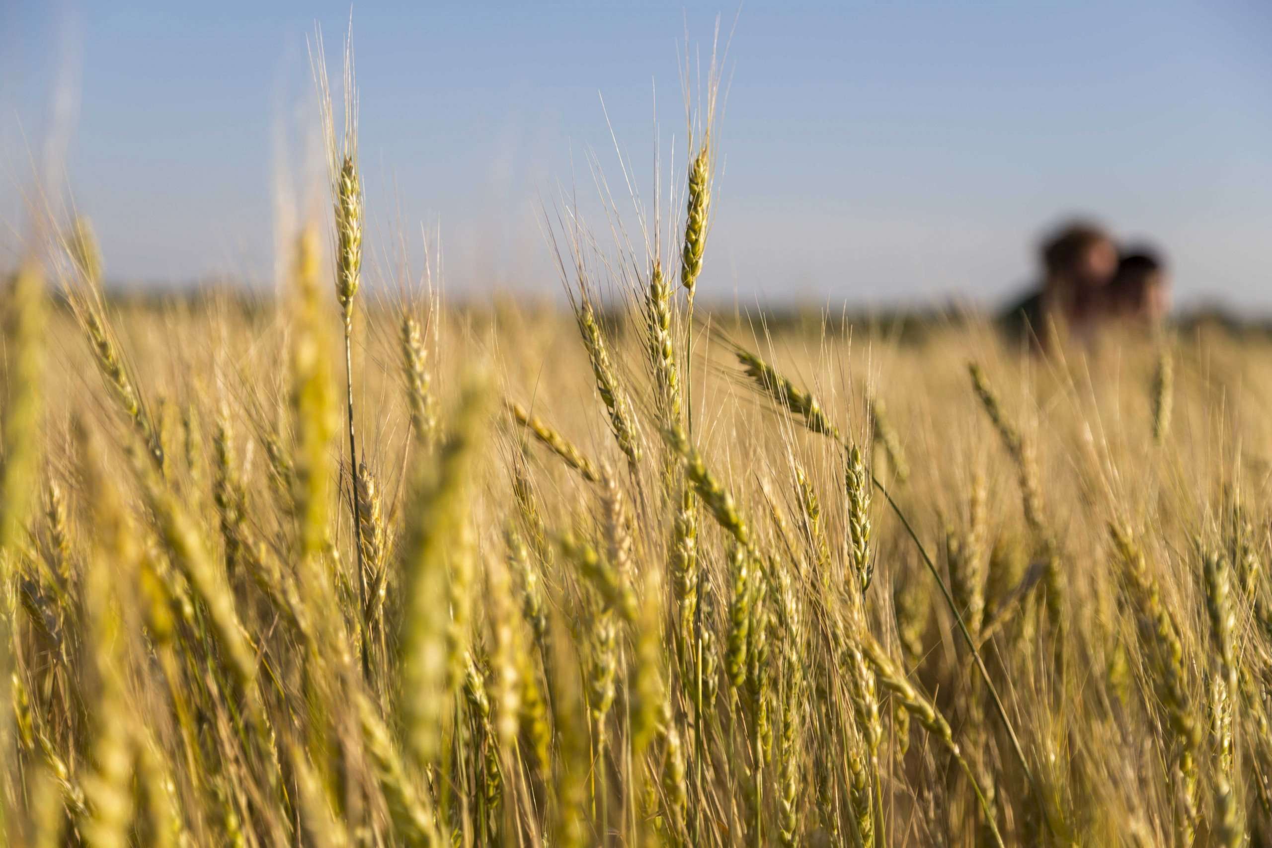 Farina biologica di grano tenero Solina - Arteagricola farine biologiche