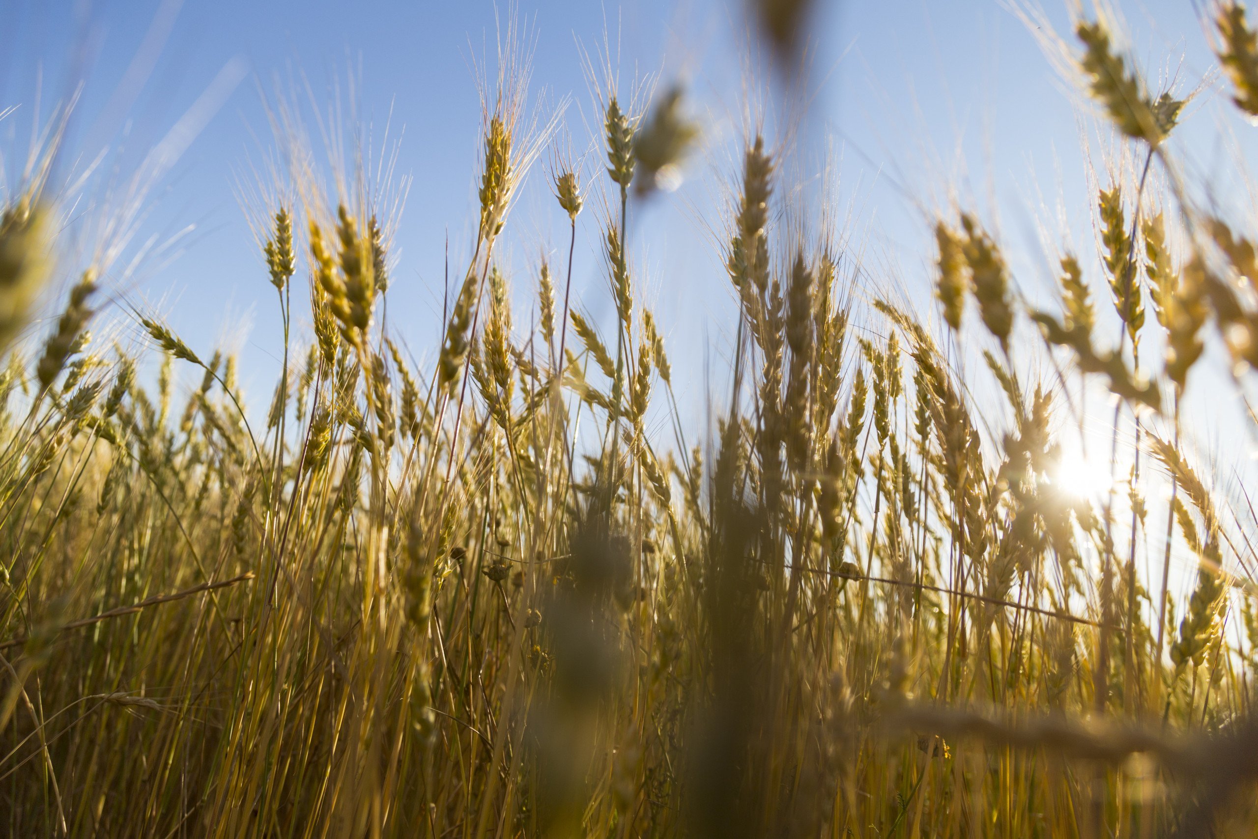 Farina biologica di grano tenero Solina - Arteagricola farine biologiche