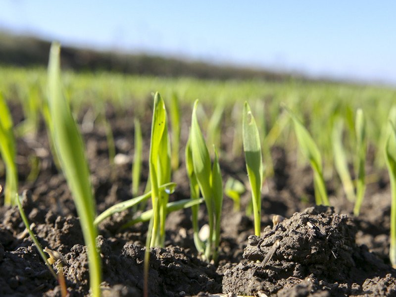 Campo di coltivazione Prodotto biologico di orzo - Arteagricola agricoltura biologica