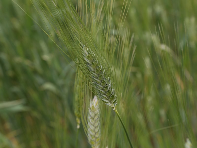 Campo Cappelli 2020 61 11