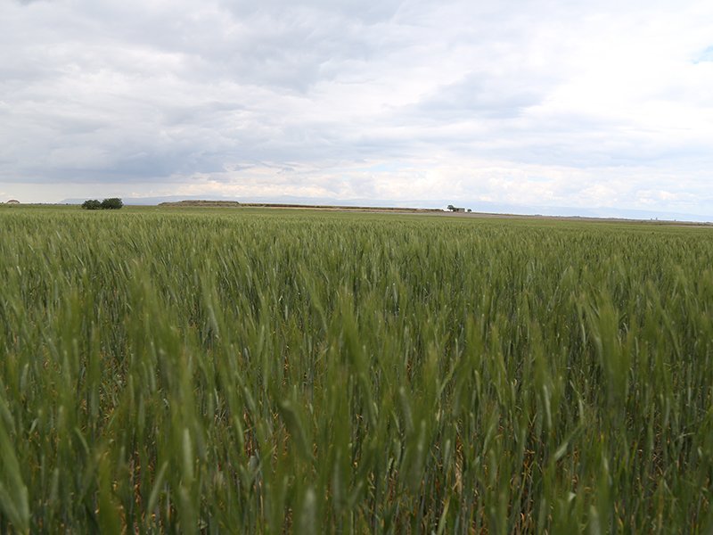 Campo Cappelli 2020 61 12