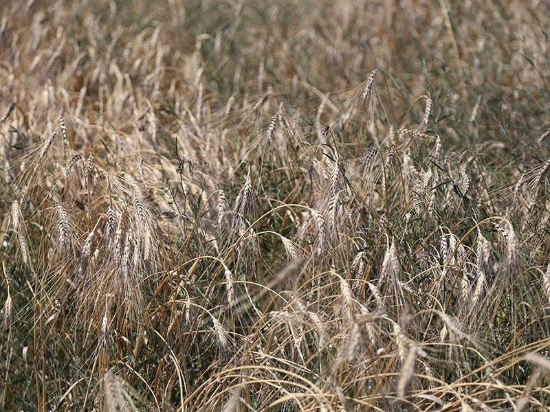 Campo Cappelli 2020 61 16