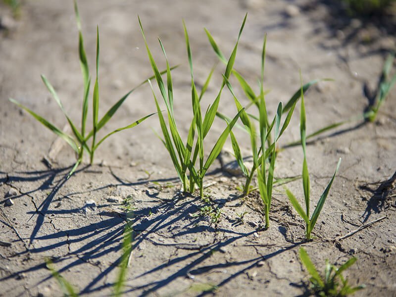 Campo Dicocco 2020 24 2