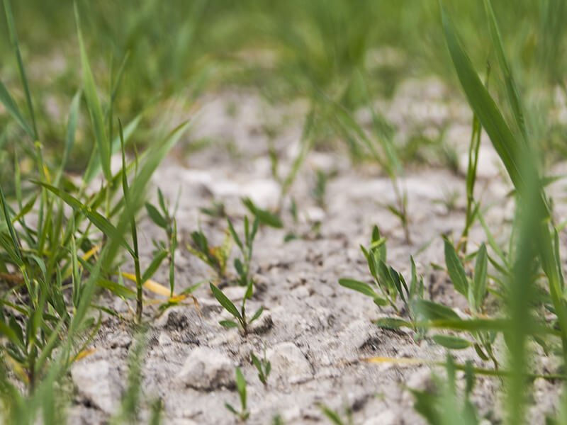 Campo Dicocco 2020 24 4