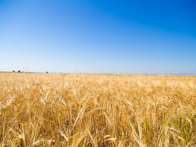 Campo di coltivazione Prodotto biologico di orzo - Arteagricola agricoltura biologica