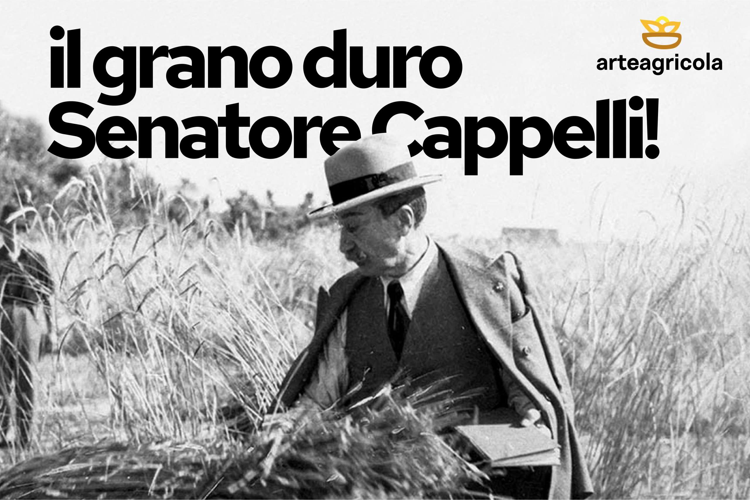 Grano Senatore Cappelli - Arteagricola pasta bio artigianale