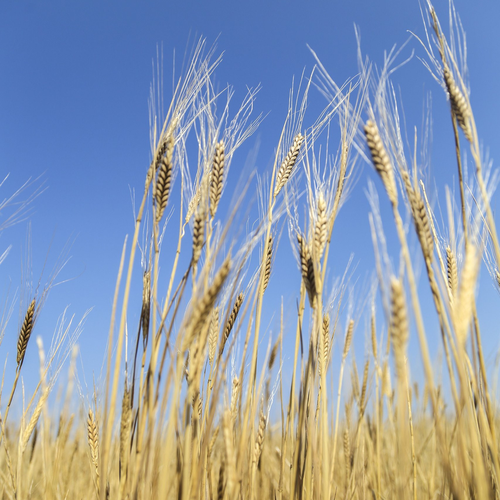 Campo di coltivazione Pasta di farro Monococco biologico - Arteagricola agricoltura biologica