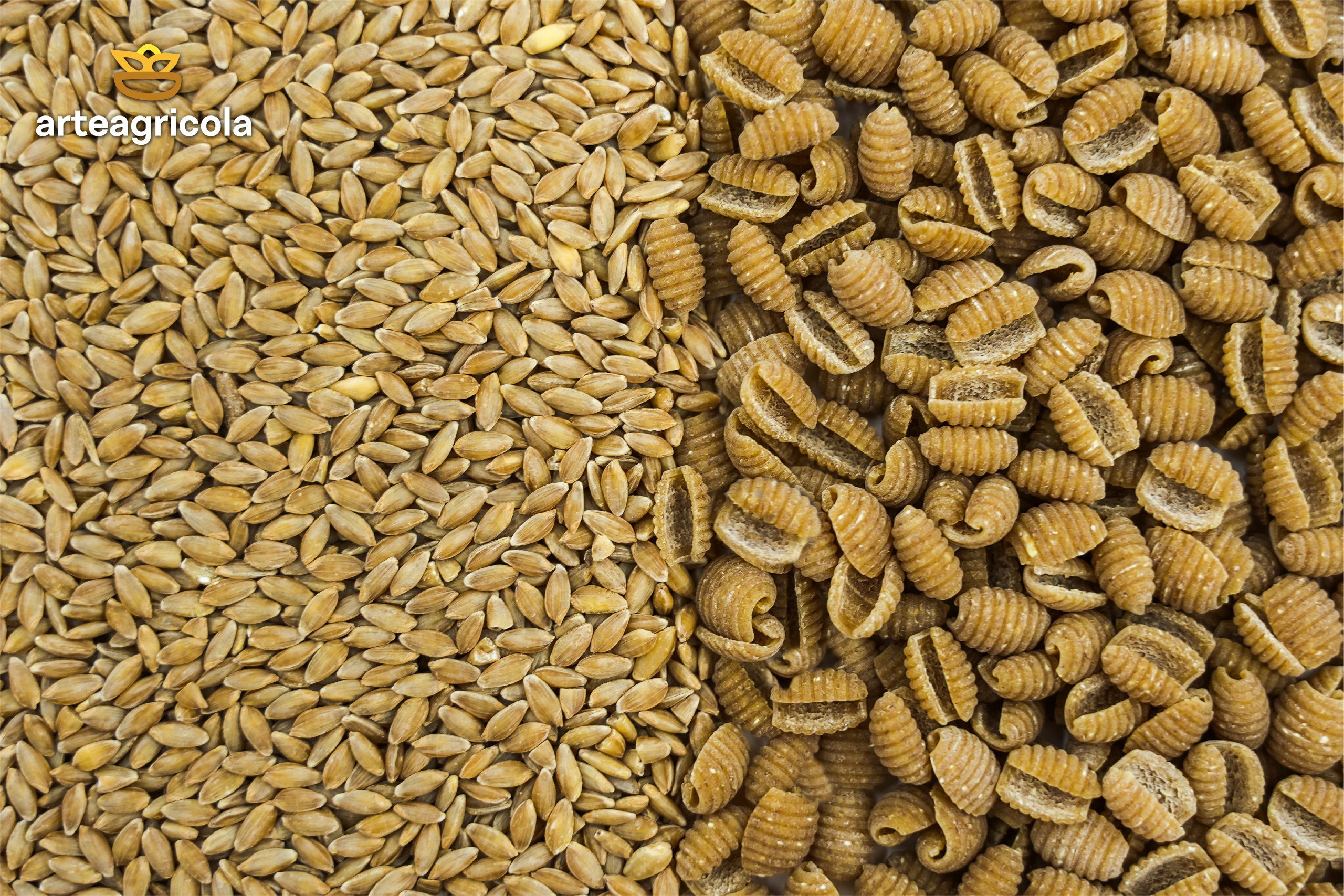 Monococco articolo-03 Il farro monococco: un viaggio tra storia, gusto e benessere.
