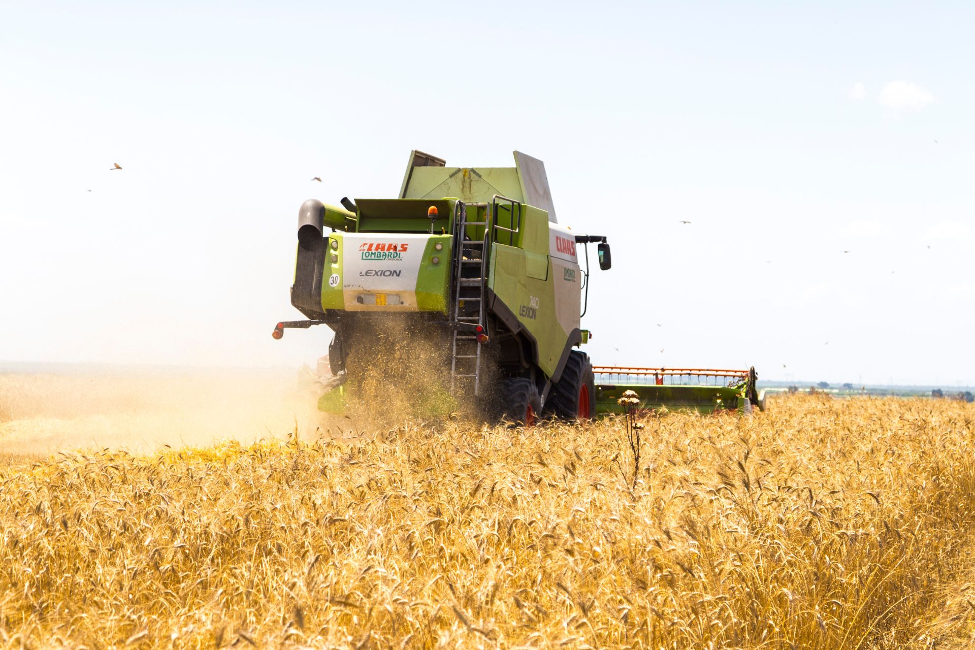 Progetto senza titolo-2 Grano duro: produzione in picchiata, tra siccità e concorrenza sleale.