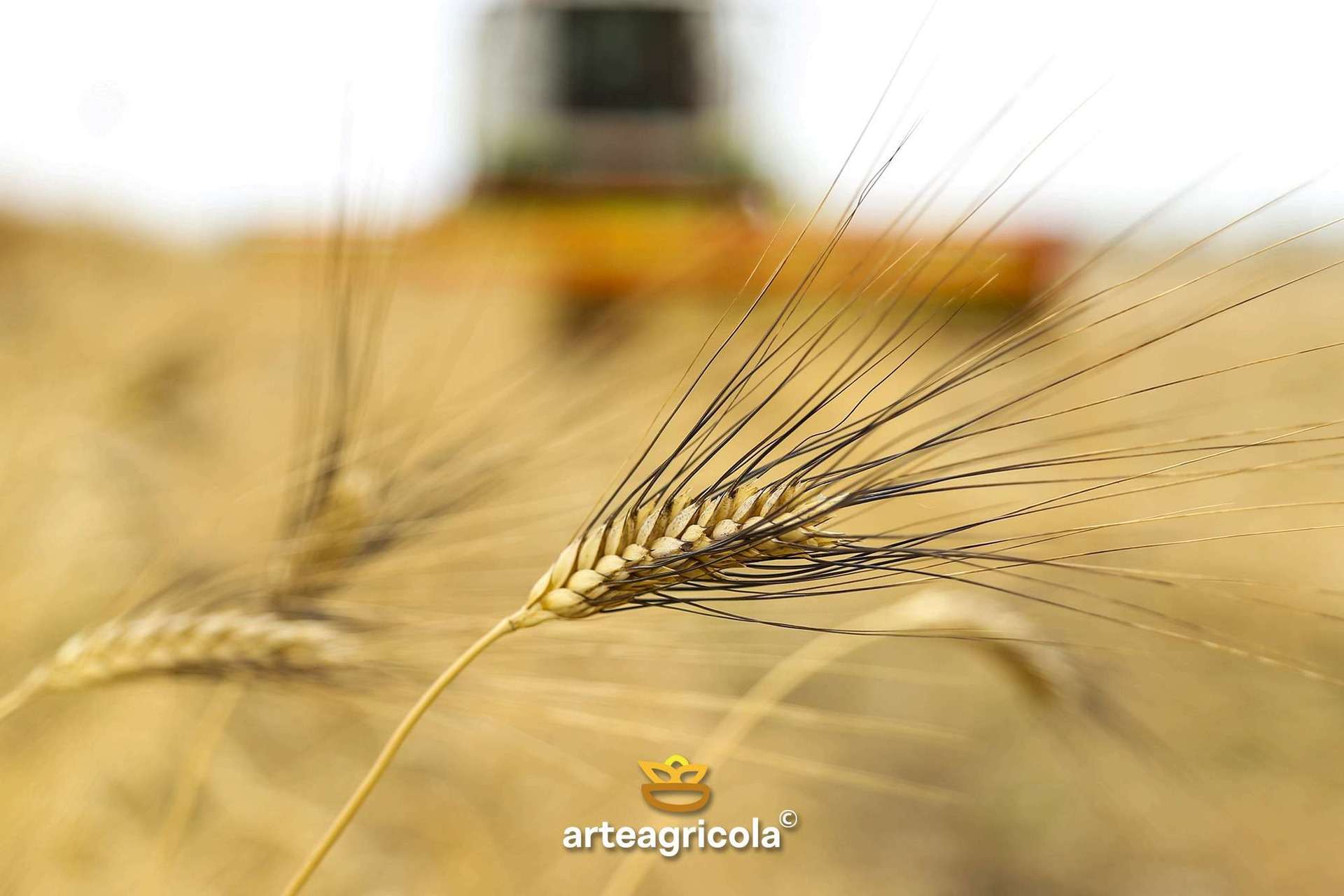 Mietitura del grano Senatore Cappelli sui 700 ettari arteagricola del Tavoliere: spiga con ariste nere in primo piano e mietitrebbia in bokeh