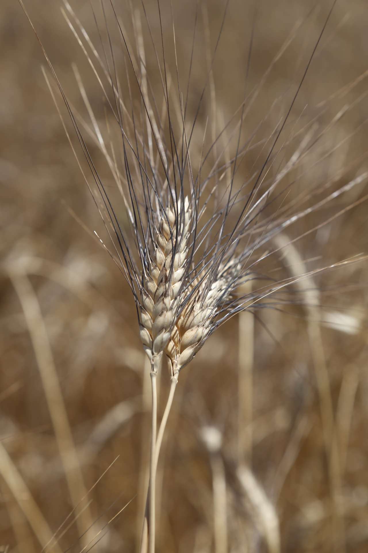 Spiga di grano Senatore Cappelli sui campi biologici arteagricola, Tavoliere delle Puglie, raccolto 2024