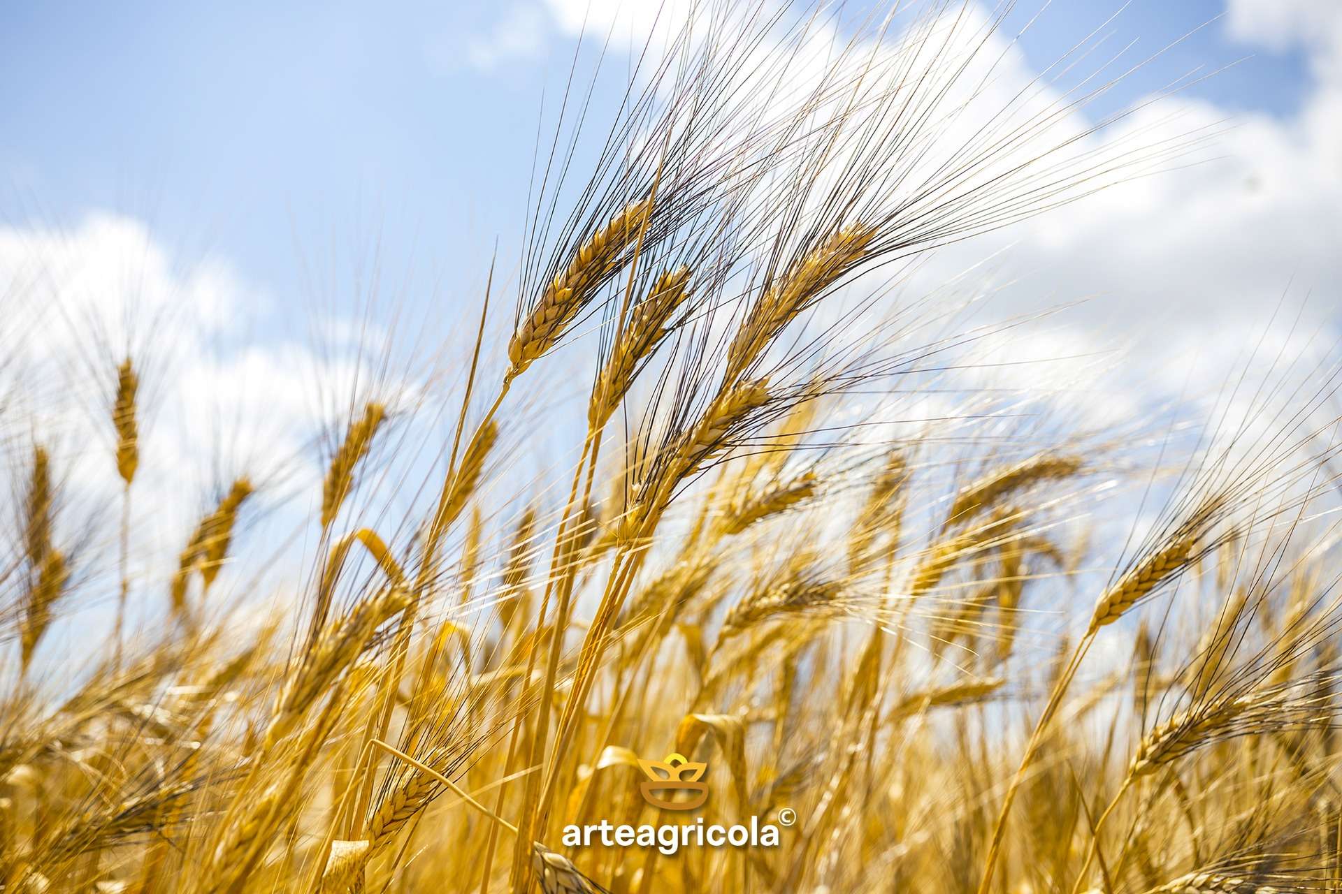 Spighe di Senatore Cappelli contro cielo azzurro sui campi biologici arteagricola del Tavoliere delle Puglie
