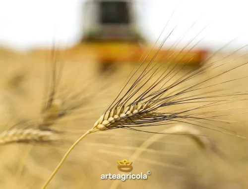 Furosina nella pasta: cosa indica e perché conta