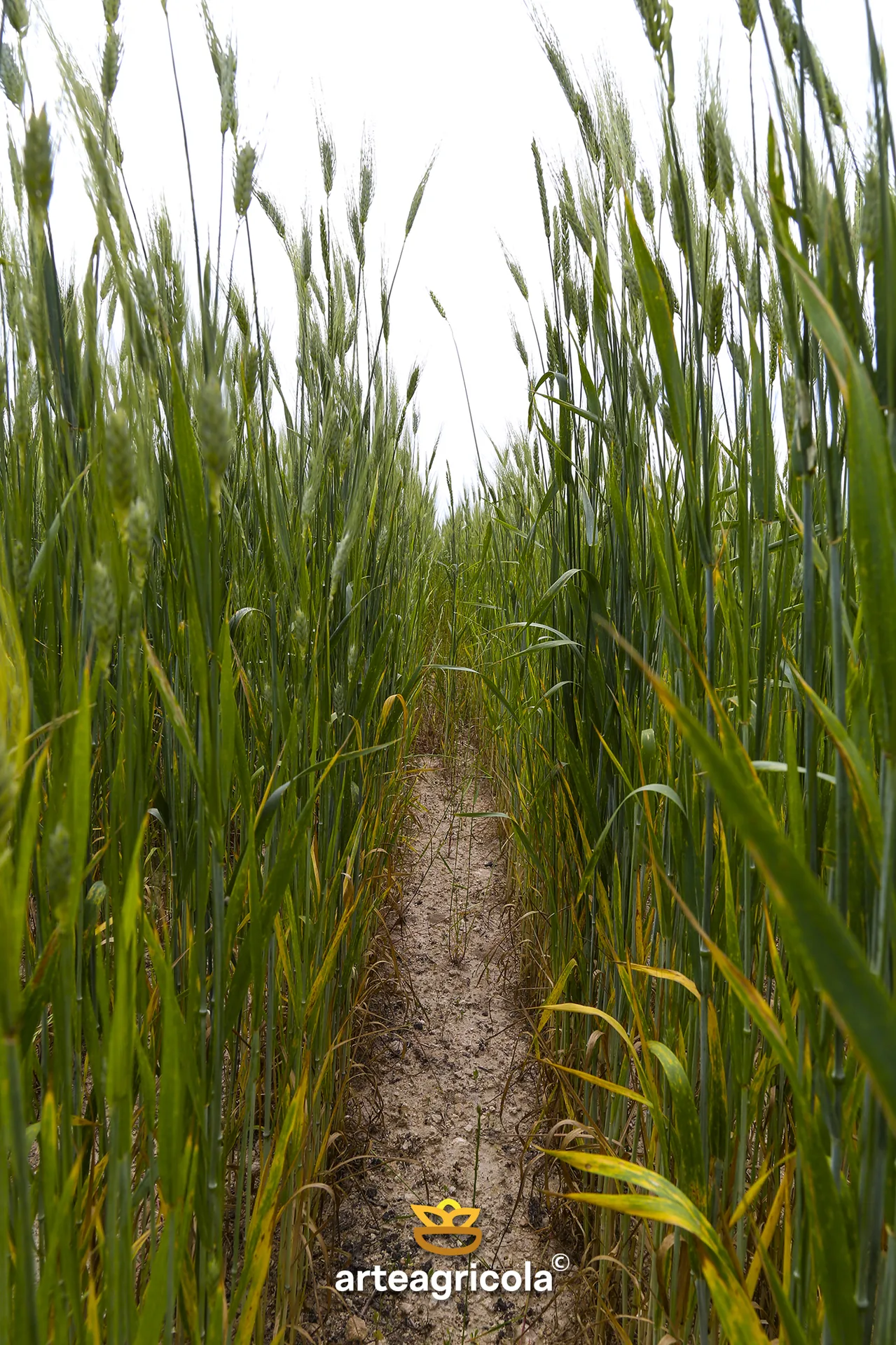 Spighe di grano Senatore Cappelli coltivate con metodo biologico certificato UE 2018/848