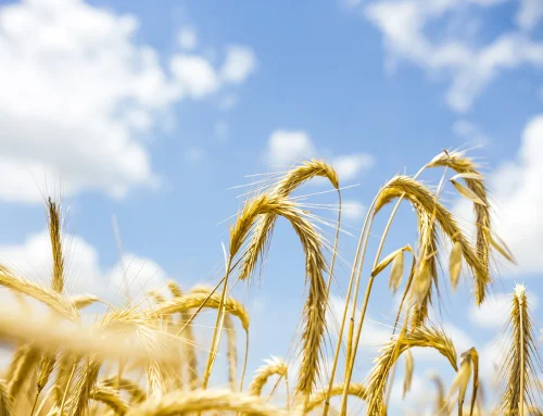 Pasta biologica vs convenzionale: le differenze reali