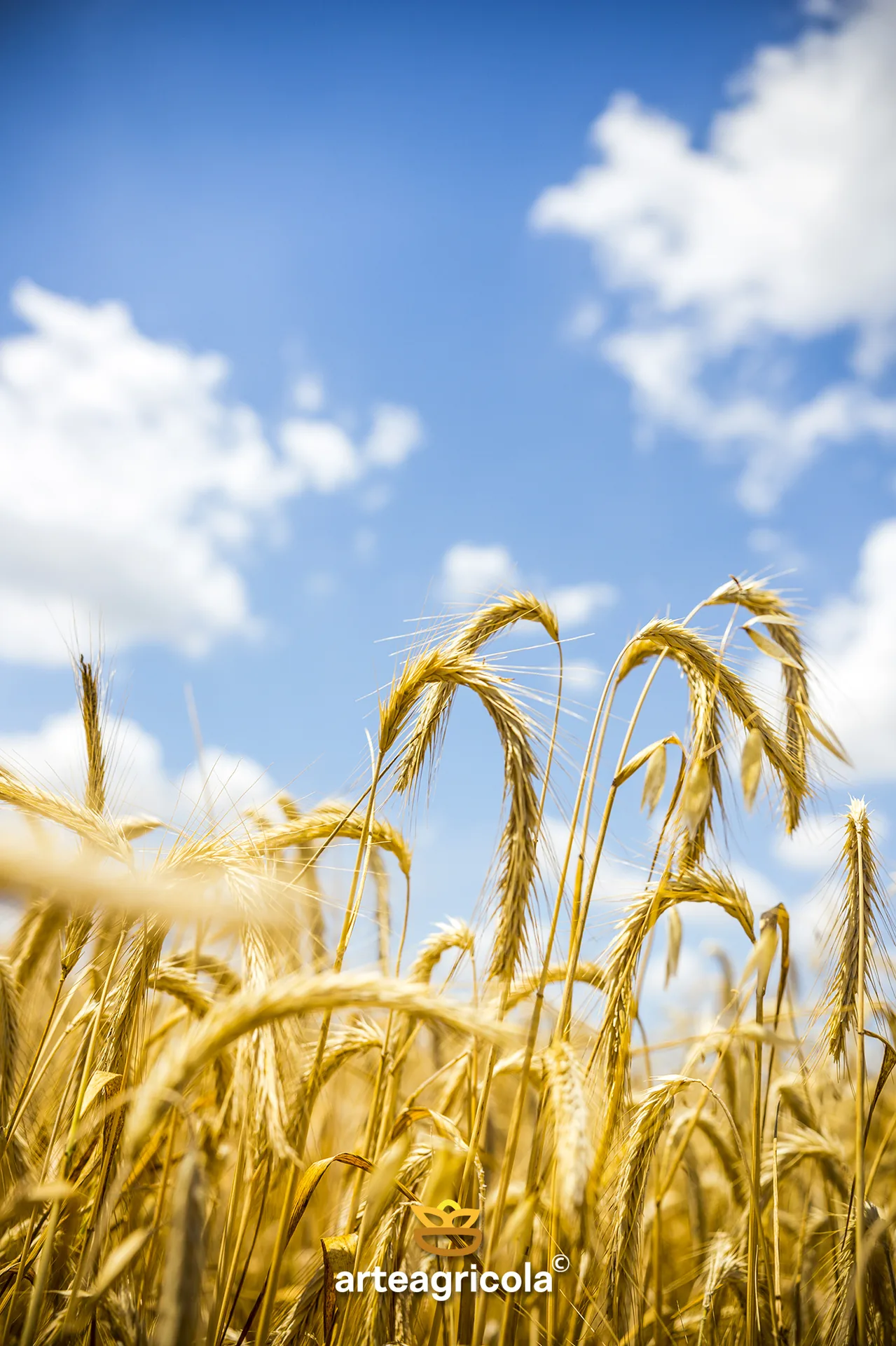 Coltivazione di grano duro biologico arteagricola in Capitanata, rotazioni e metodo biologico