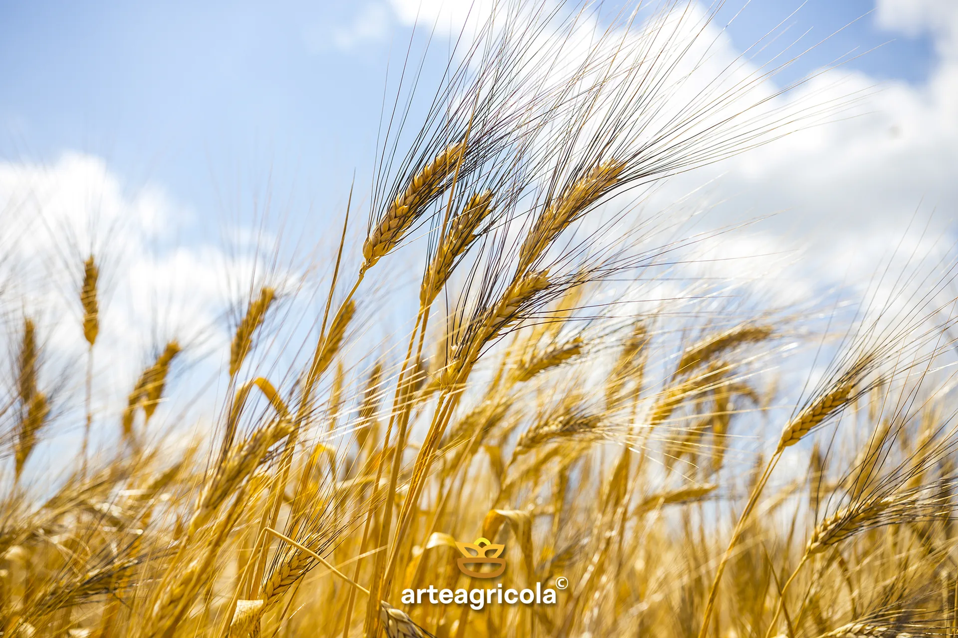 Spighe di grano Senatore Cappelli con ariste nere distintive, coltivato in Capitanata da arteagricola