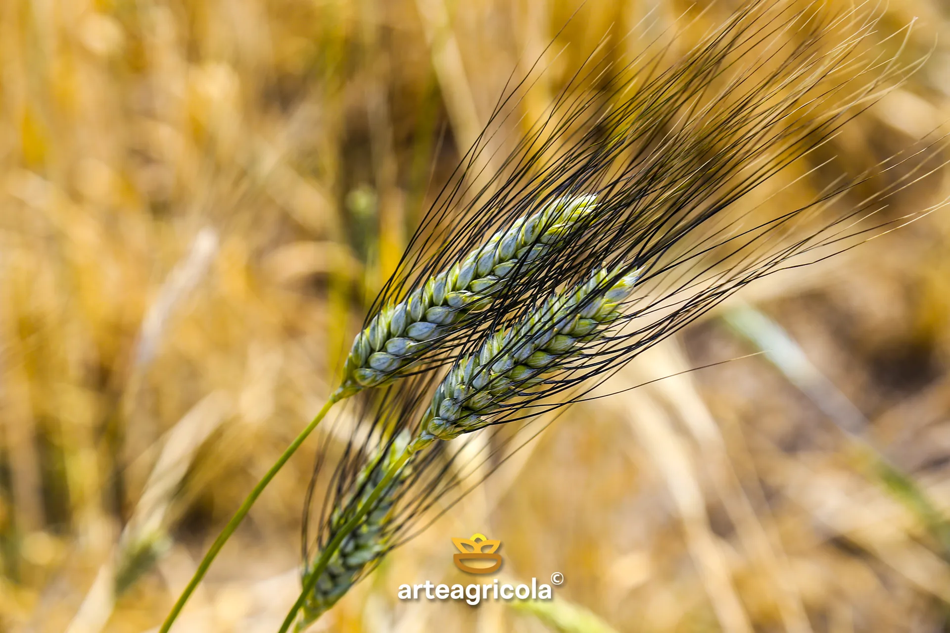 Campo di grano duro Senatore Cappelli biologico in piena maturazione estiva sul Tavoliere